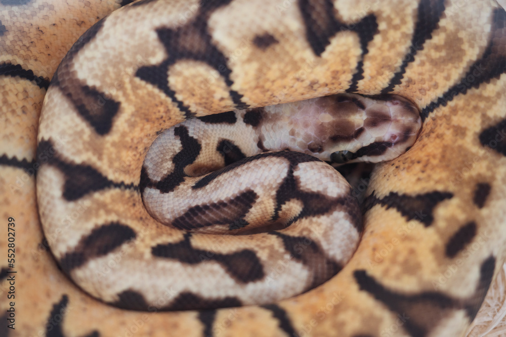 Close up Beautiful Snakes in nature background. Close up Beautiful Snakes in nature background.