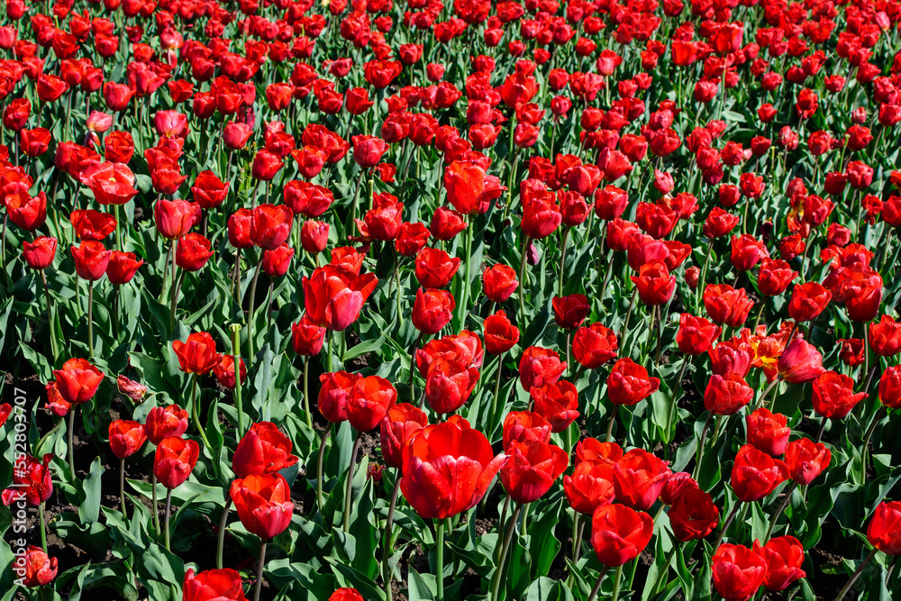 Many delicate vivid red tulips in full bloom in a sunny spring garden, beautiful outdoor floral background photographed with soft focus