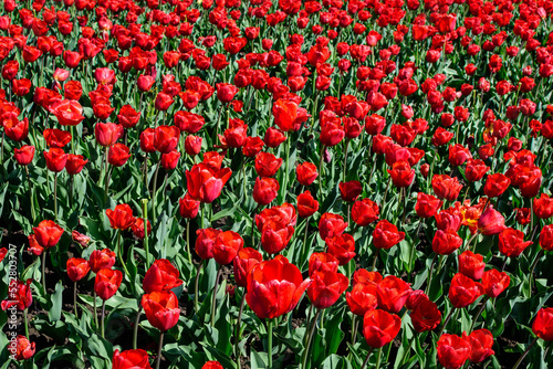 Fototapeta Naklejka Na Ścianę i Meble -  Many delicate vivid red tulips in full bloom in a sunny spring garden, beautiful outdoor floral background photographed with soft focus