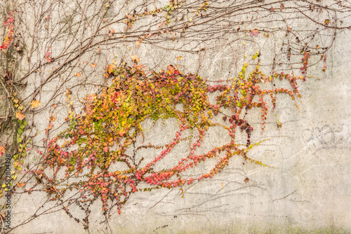 Dried ivy covering a weathered concrete wall texture for background, wallpaper