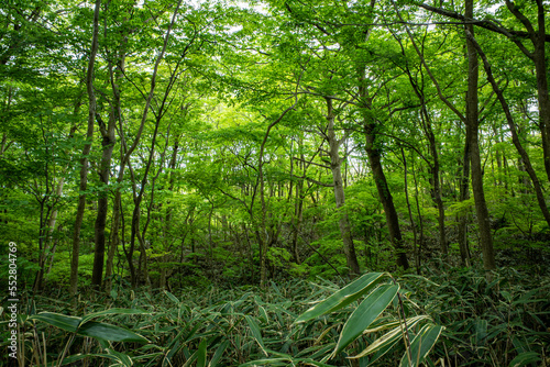 箱根の鮮やかな緑の森