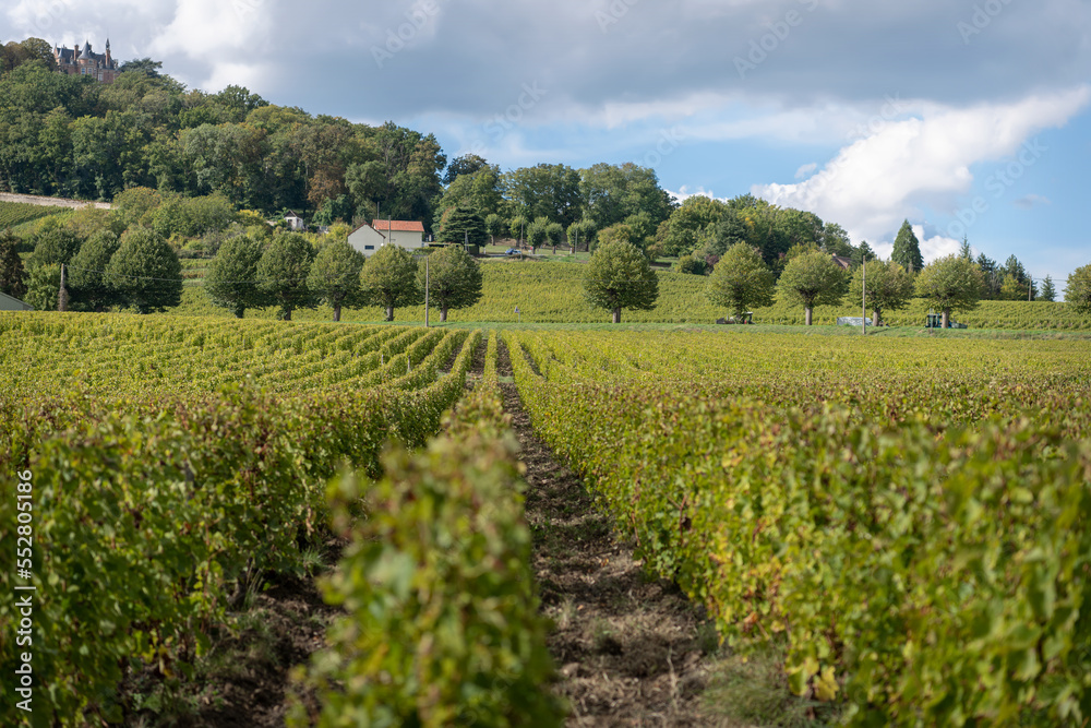 Vines growing on the slopes around Sancerre, France