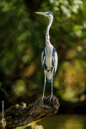 Tablou pe pânză A grey heron in the wilderness of the Danube Delta in Romania