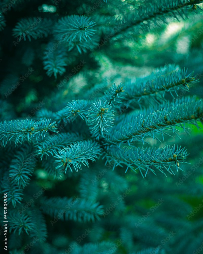 christmas branches