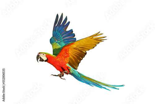 Colorful Harlequin macaw flying isolated on transparent background png file