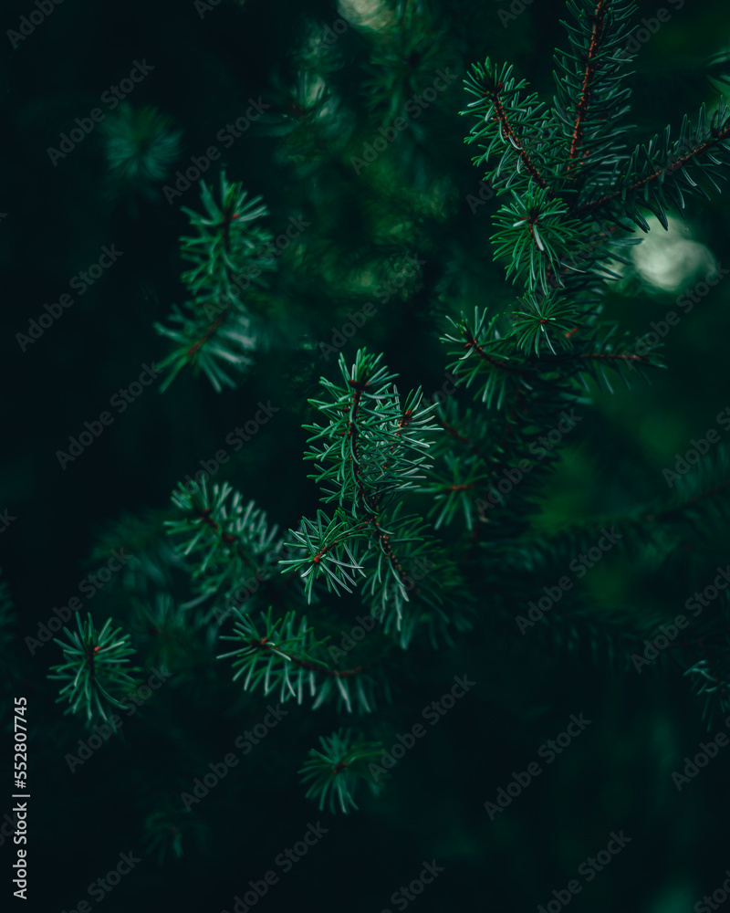 christmas tree background christmas tree background