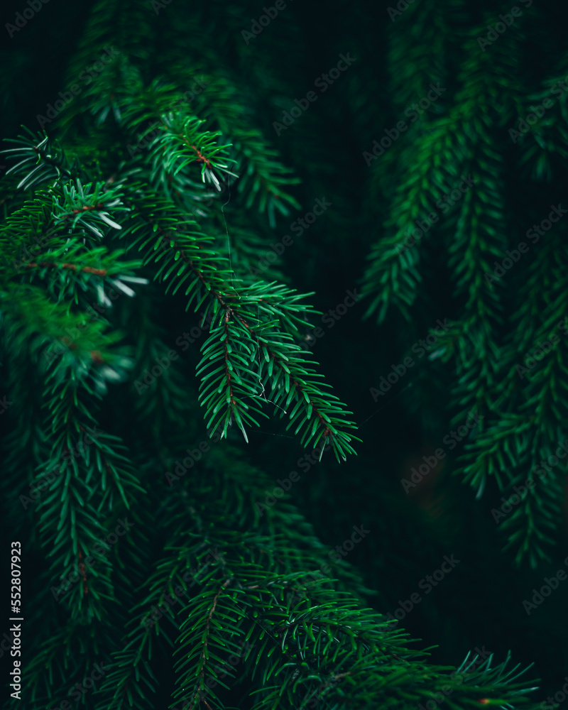 christmas tree branches background christmas tree branches background