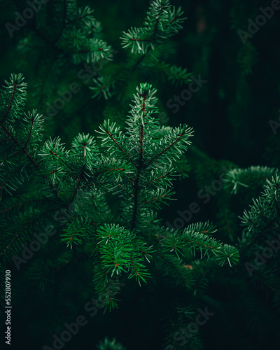 Fototapeta Naklejka Na Ścianę i Meble -  green forest background