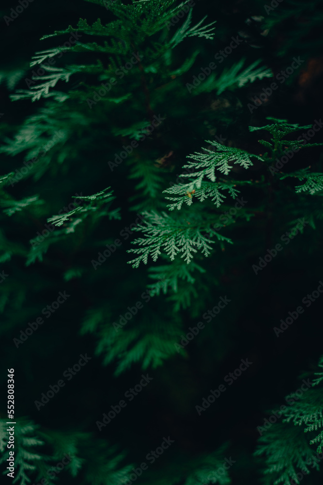 green forest background