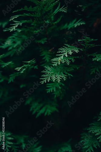 green forest background