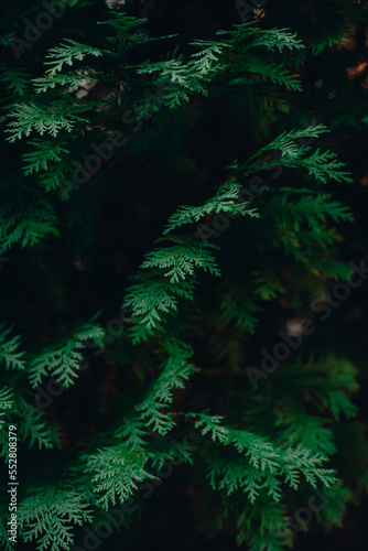 green forest background