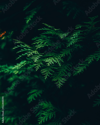 green fern background © justatony