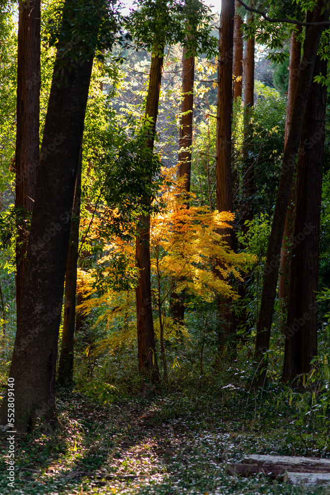 Fototapeta premium 秋の森の散歩