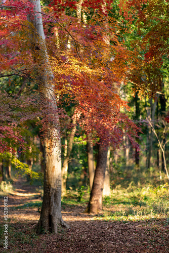 秋の森の散歩 © 能成 水江