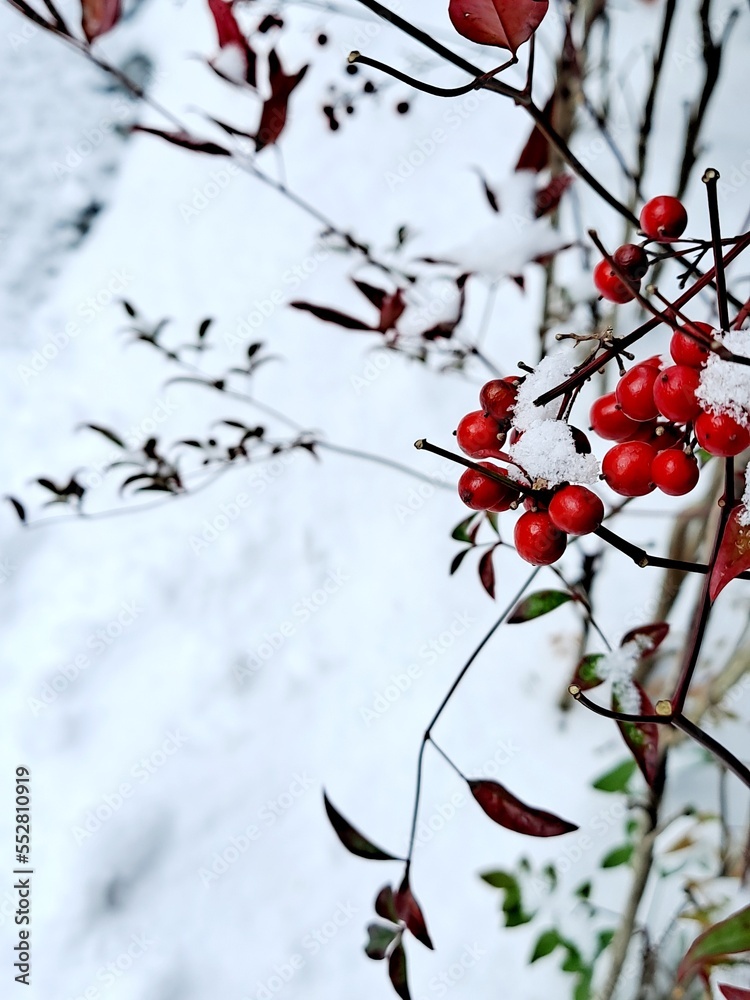 Snowy winter red berry with ice crystals in the Korean garden