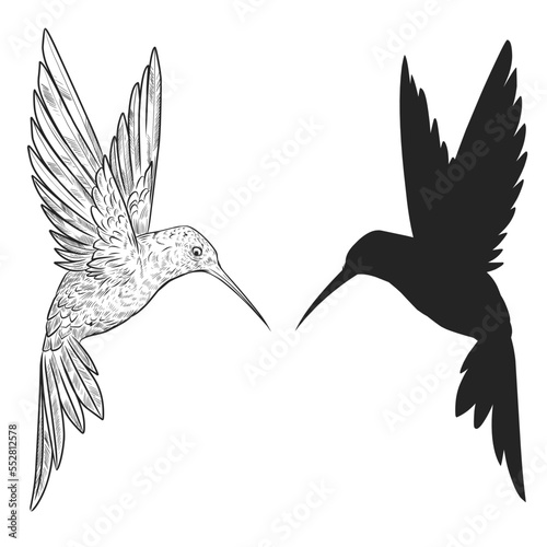 illustration of a flying humming bird