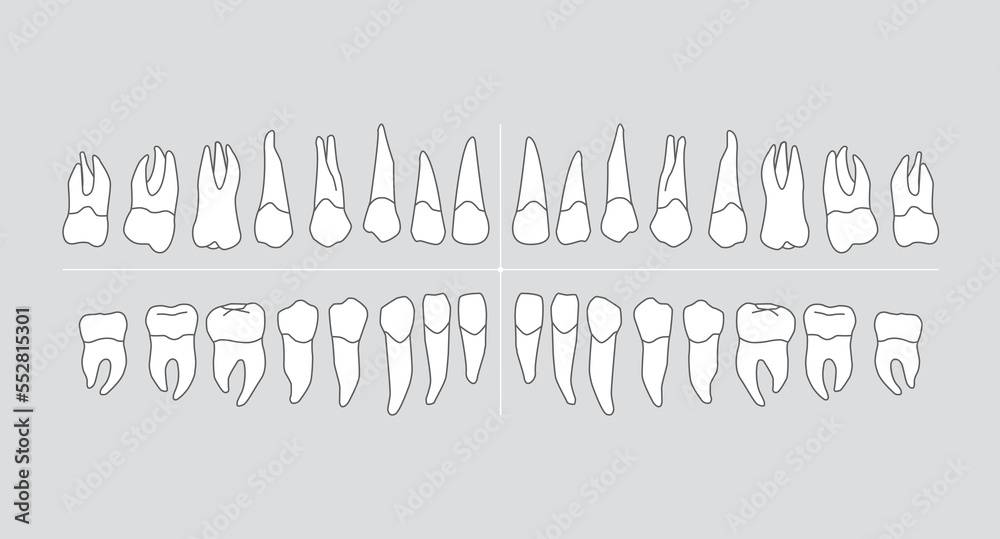 Human dentition infographic chart with teeth isolated on grey background, vector illustration.
