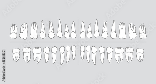 Human dentition infographic chart with teeth isolated on grey background, vector illustration.