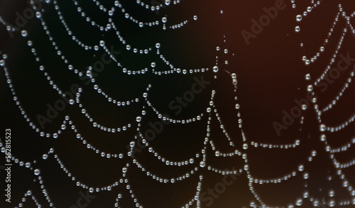 A spider's after the rain, Sainte-Apolline, Québec, Canada