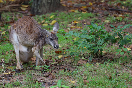 Fototapeta Naklejka Na Ścianę i Meble -  The kangaroo is stay and eat grass in garden