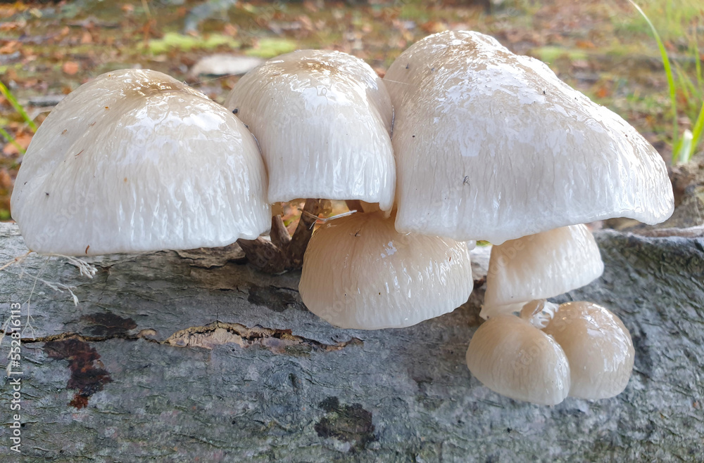 porcelain fungus also porcelain mushroom (in german Buchen-Schleimrübling also Beringte Schleimrübling) Mucidula mucida also Oudemansiella mucida porcelain fungus also porcelain mushroom (in german Buchen-Schleimrübling also Beringte Schleimrübling) Mucidula mucida also Oudemansiella mucida