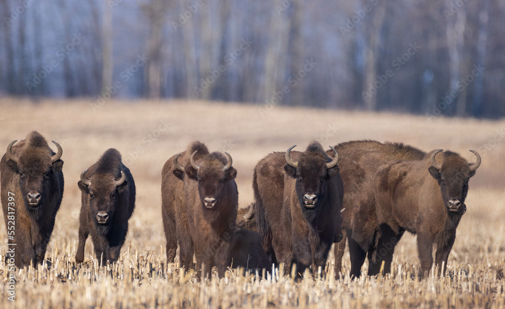 European bison grazing in sunny day