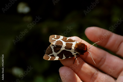 Arctia caja. Garden tiger moth. Butterfly on the hand. photo