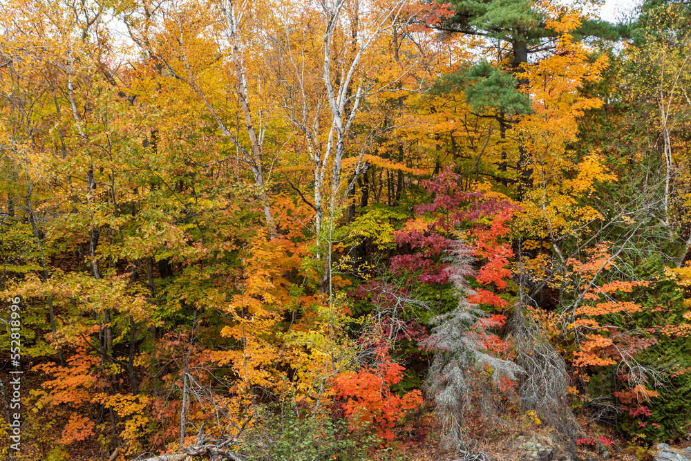 Trees with fall colors near Sainte Ursule Waterfall. Canada. Trees with fall colors near Sainte Ursule Waterfall. Canada.