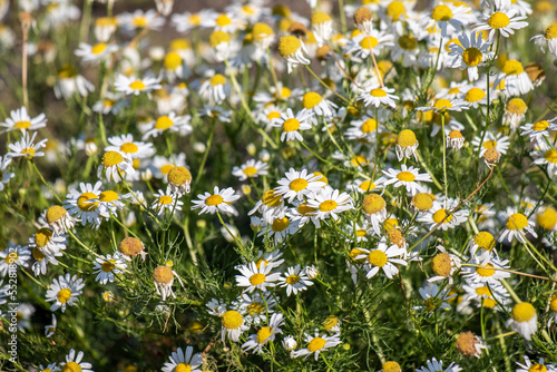 White chamomile flowers in nature field.