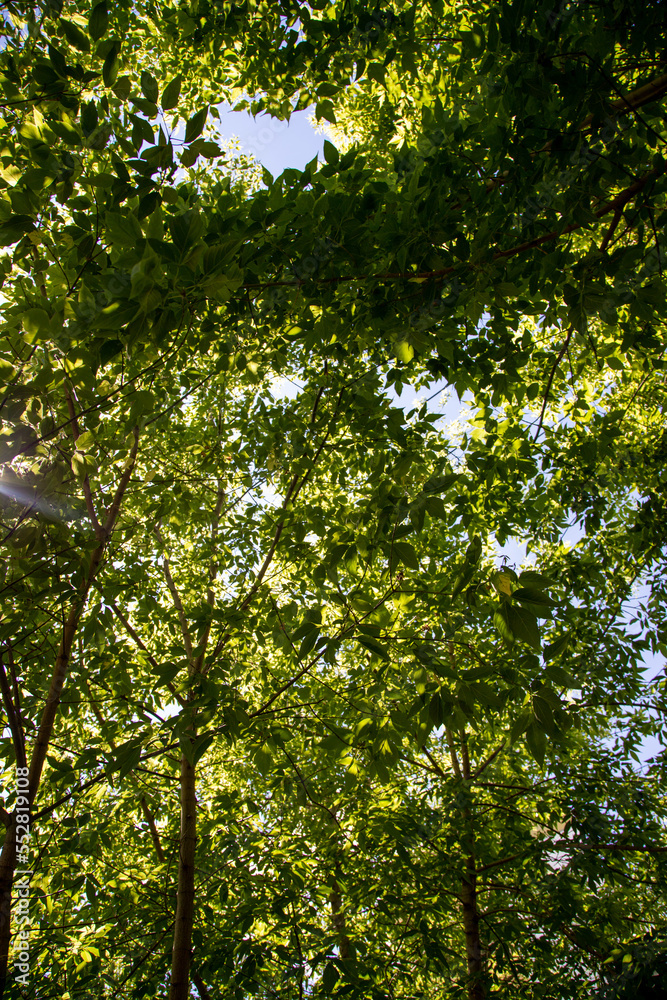 Green leaves of trees view from below against the blue sky, spring nature. Green leaves of trees view from below against the blue sky, spring nature.