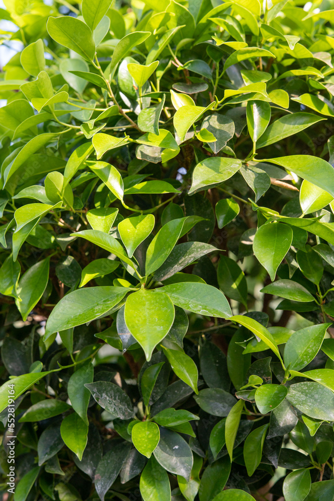 Juicy green tropical leaves in nature.