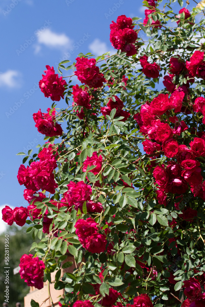 Red tea rose flowers, plant nature.
