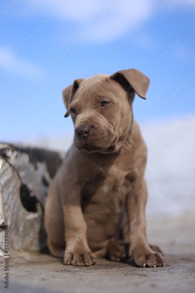 A baby brown bulldog