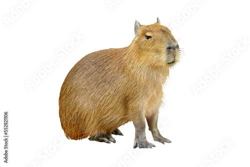 Capybara sitting isolated on transparent background. photo