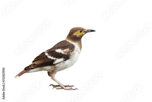 Mynas standing isolated transparent background.