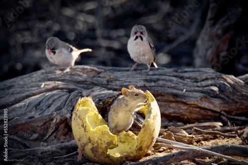 Mouse enjoying Tsamma melon with scaly feathered finches in background photo