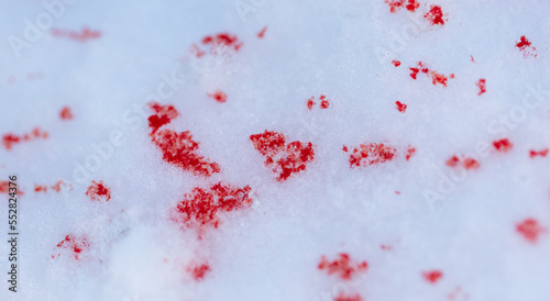 Red blood on white snow