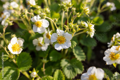 White flowers on strawberries in the vegetable garden.