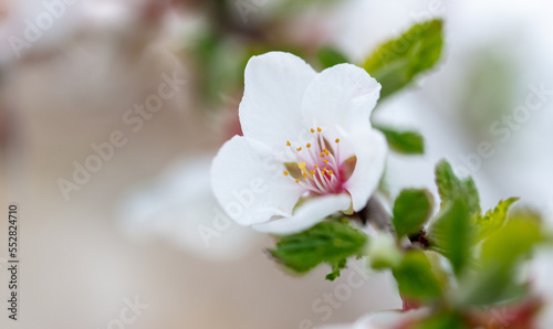 Fototapeta Naklejka Na Ścianę i Meble -  Cherry blossoms on a tree in spring.