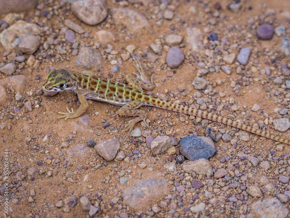 Close up picture of a cute little lizard in the US Sun Close up picture of a cute little lizard in the US Sun