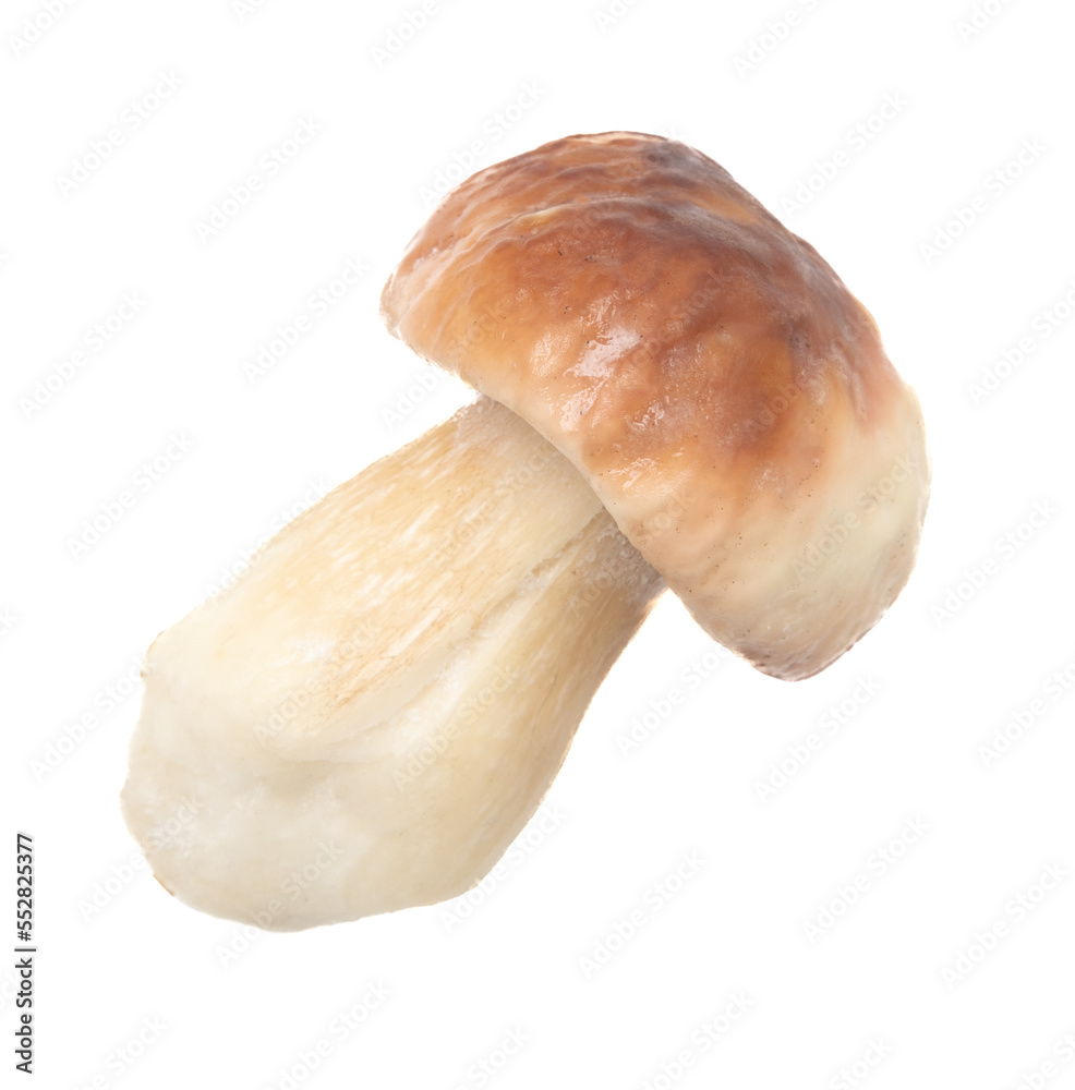 Fototapeta premium Fresh boletus mushroom isolated on white background