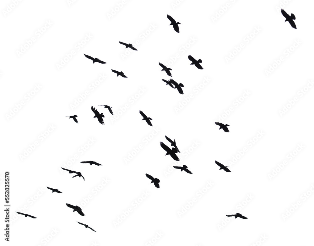 Flock of raven birds isolated on white Flock of raven birds isolated on white