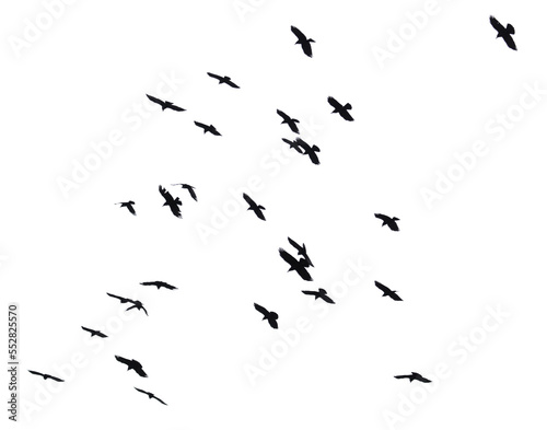 Flock of raven birds isolated on white © schankz