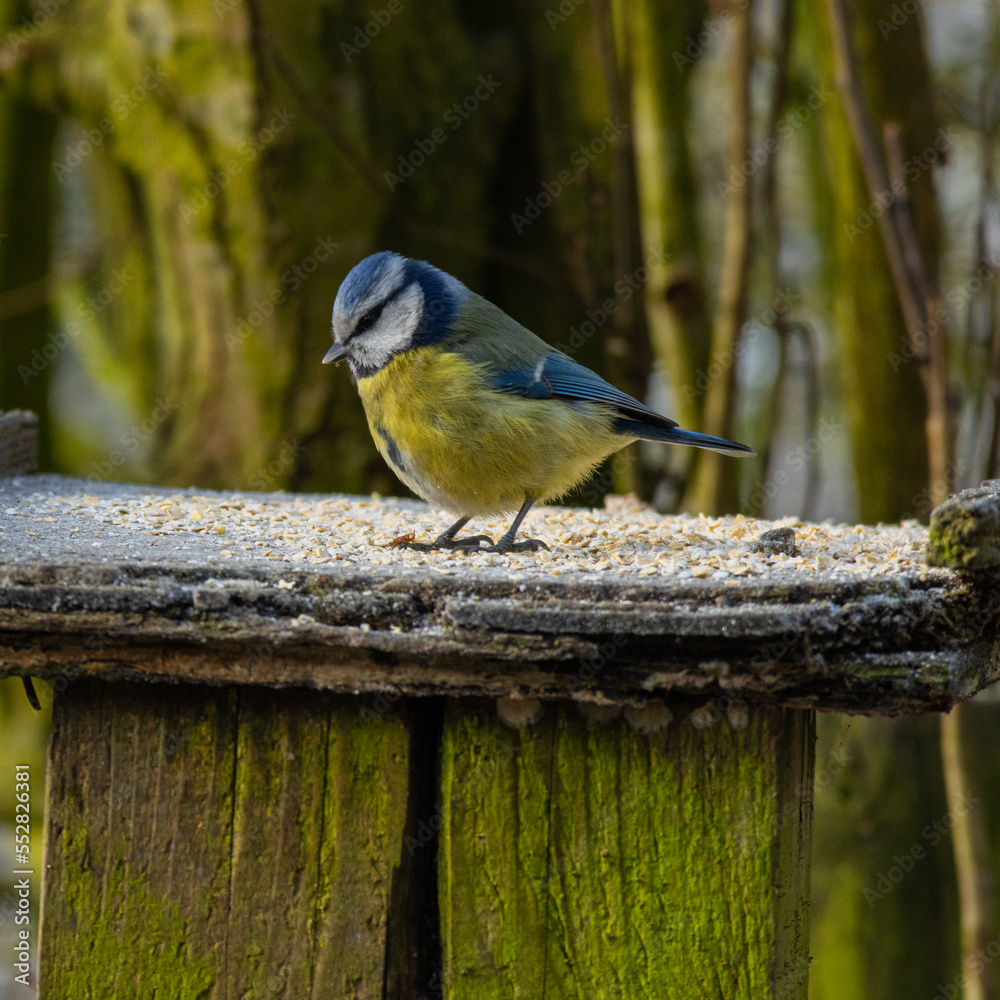 Obraz premium Bluetit at the table