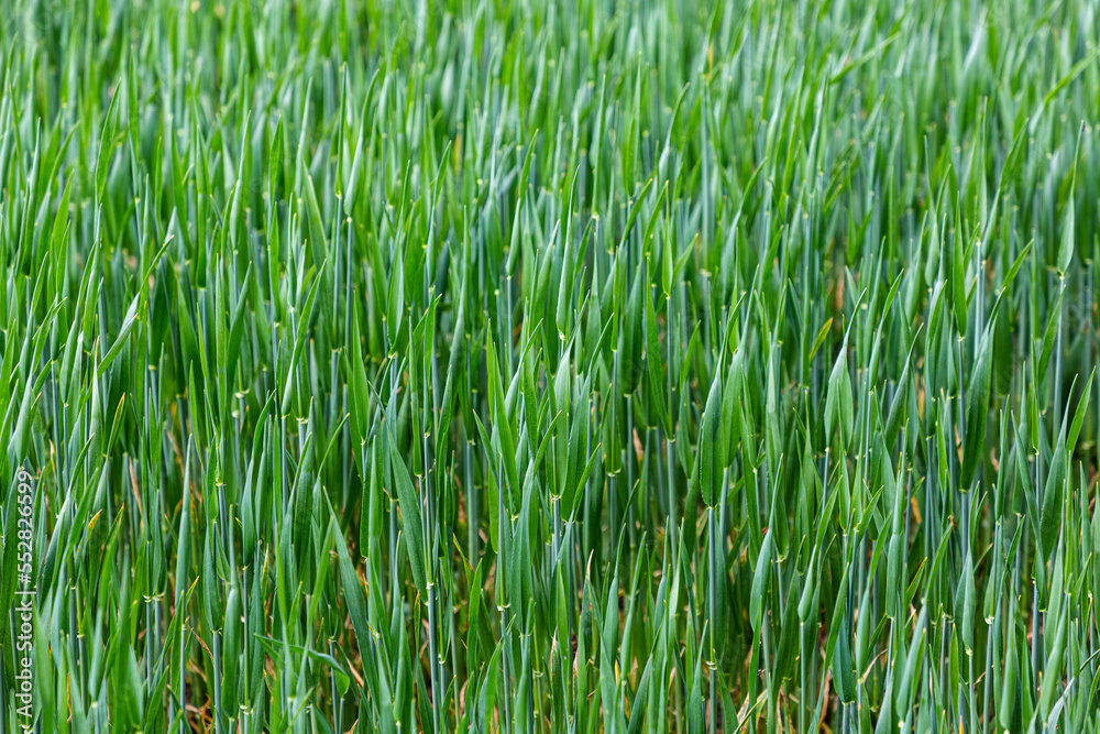 Getreide wächst auf einem Feld. Die Halme schimmern in grün, blau und türkis. Getreide wächst auf einem Feld. Die Halme schimmern in grün, blau und türkis.
