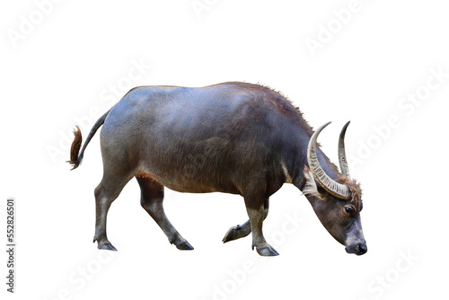 River buffalo isolated on transparent background. photo