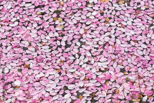 Fototapeta Naklejka Na Ścianę i Meble -  Ein Teppich aus rosa Blütenblättern schwimmt auf dem Wasser eines Gartenteiches.