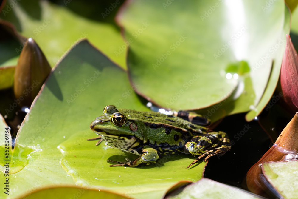 Ein grüner Teichfrosch sitzt auf einem Seeroenblatt und sonnt sich im