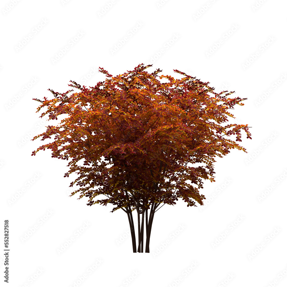 Naklejka premium Generic Plant Tree PNG rendered in 4K Resolution for compositing and Background. With transparency alpha channel. 8K based in 3d model.