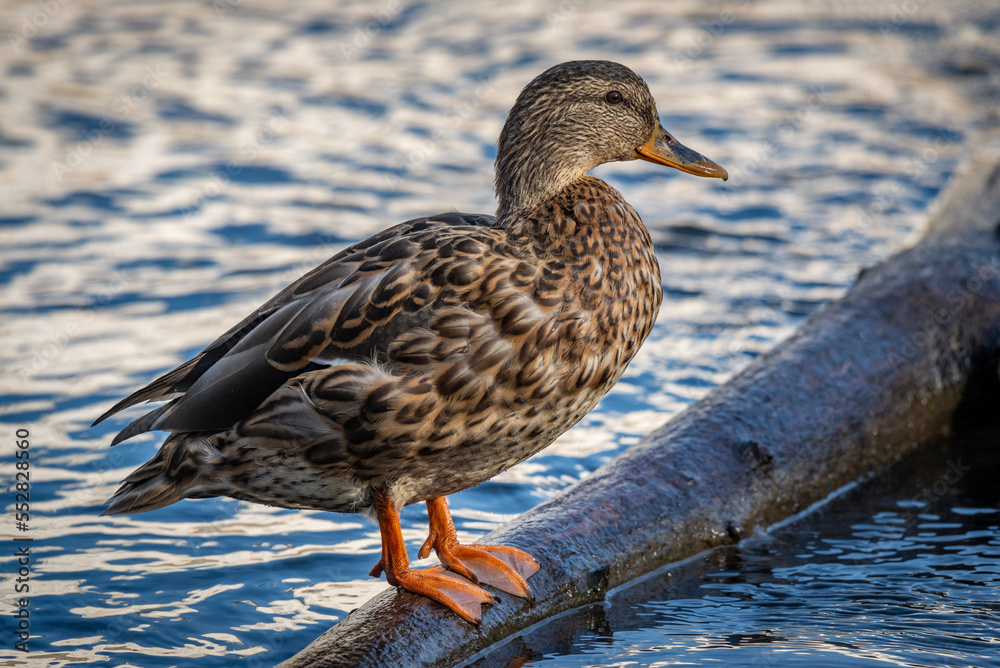Fototapeta premium Duck on a pond in the city limits